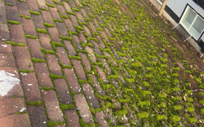 Roof Cleaning Products