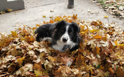Fall Clean Up